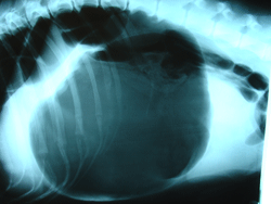 Mavedilatation hos en hund