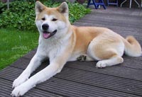 Akita