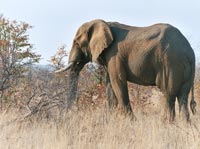 Elefanter er ikke blot store, venlige zoo-dyr