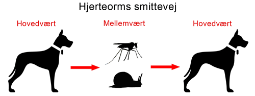 Hjerteorms smittevej hos hunde
