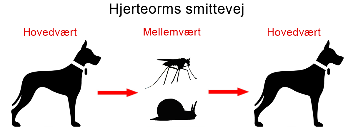 Hjerteorm hos hunde - Læs om og hjerteorm