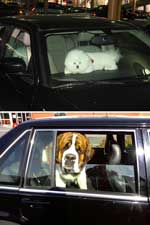Der findes flere forholdsregler, man bør tage, når man har en hund i bilen
