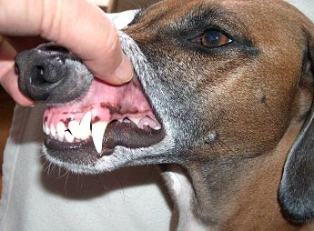 digtere gøre det muligt for Adelaide Hundens tænder - Værd at vide om hundens tandsæt