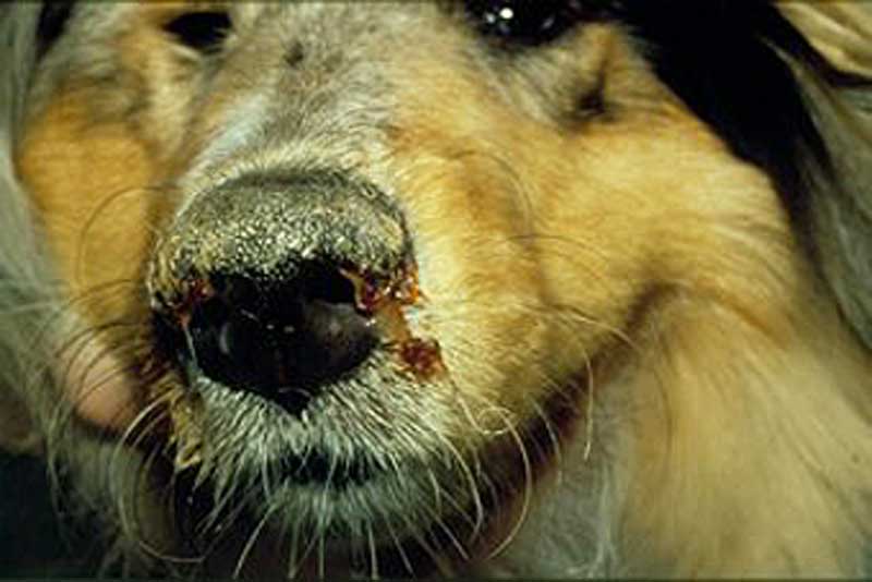 Hundesyge - Information hundesyge hos hunde