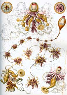 Hydrozoa Hydrozoa