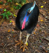 Kasuaren er en af verdens største fugle
