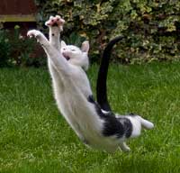 Her ses en kat der springer