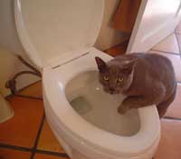 Katte kan udvikle dårlige vaner - som f.eks. at drikke af toilettet