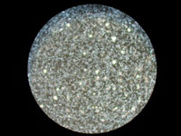 Leptospirose-bakterien der kan inficere hunde