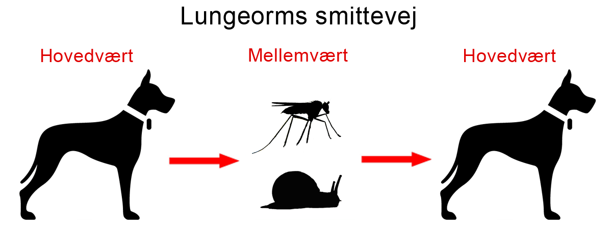 Lungeorms smittevej hos hunde