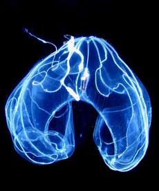 En ribbegople der lever på dybt vand En ribbegople der lever på dybt vand