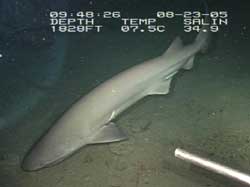 Seksgællet haj Seksgællet haj