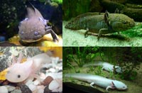 Axolotl er tæt på udryddelse - og derfor meget sjælden