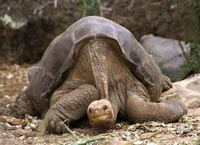 Lonesome George er verdens mest sjældne dyr