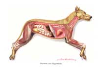 Tarmsygdomme hos hunde