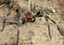 Verdens giftigste edderkop - den brasilianske vandreedderkop