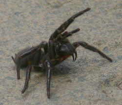 Den anden giftigste edderkop er Sydney tragtspinderen