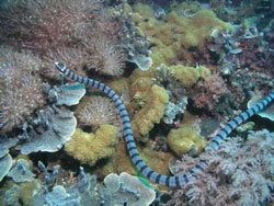 Belcher havslangen er verdens giftigste slange