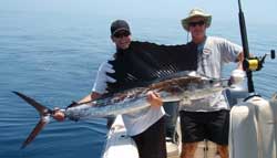 Verdens hurtigste fisk: Atlantisk sejlfisk Verdens hurtigste fisk: Atlantisk sejlfisk