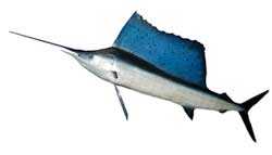 Verdens hurtigste fisk: Pacifisk sejlfisk / stillehavssejlfisk Verdens hurtigste fisk: Pacifisk sejlfisk / stillehavssejlfisk