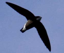 Verdens hurtigste fugl: Tornhalesejleren Verdens hurtigste fugl: Tornhalesejleren