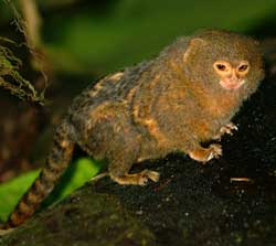 Verdens mindste abe: Dværgsilkeaben