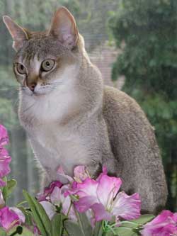 Verdens mindste katterace: Singapura Verdens mindste katterace: Singapura