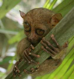 Spøgelsesaben er en af verdens mindste primater - men ikke den mindste abe