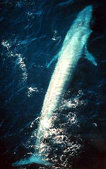 Til vands er blåhvalen verdens stærkeste dyr Til vands er blåhvalen verdens stærkeste dyr