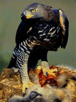 I luften er den afrikanske kronørn verdens stærkeste dyr I luften er den afrikanske kronørn verdens stærkeste dyr