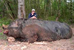 Monster Pig - verdens største gris?