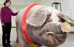 Er Ton Pig den største gris i verdenshistorien?