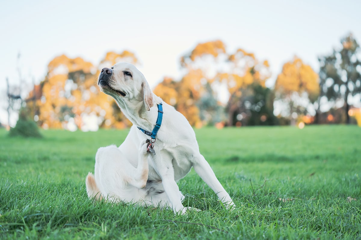 St Ananiver Verdensrekord Guinness Book Allergi hos hunde - Sådan identificerer du allergien og behandler den