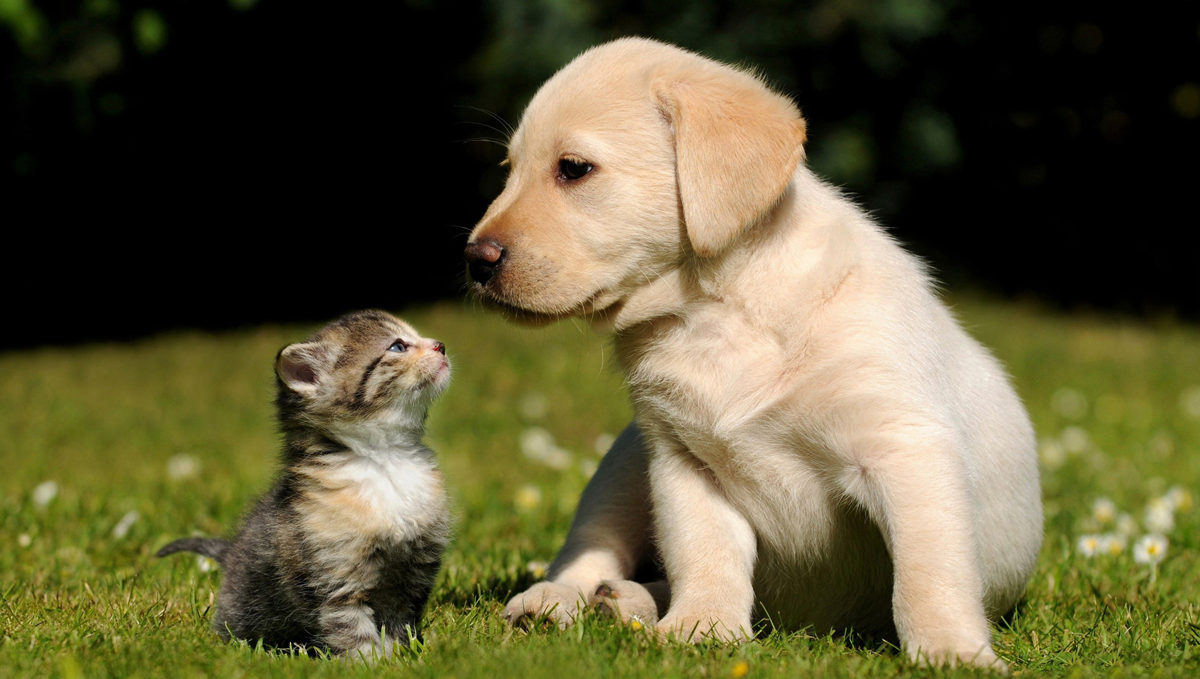 hvorfor gør min hund hele tiden hvorfor gør min hund hele tiden