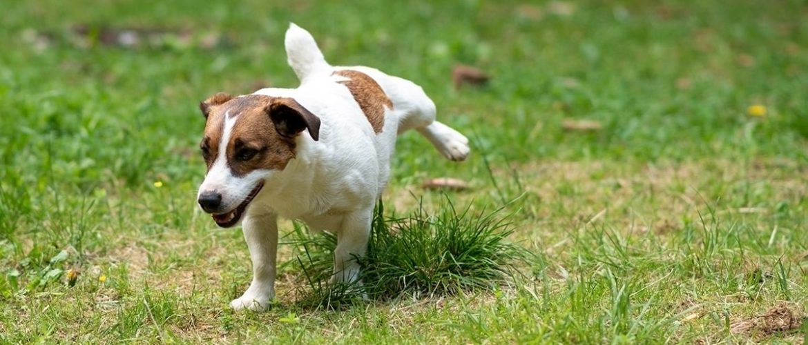 Få hunde til at gå væk fra din have med disse tips