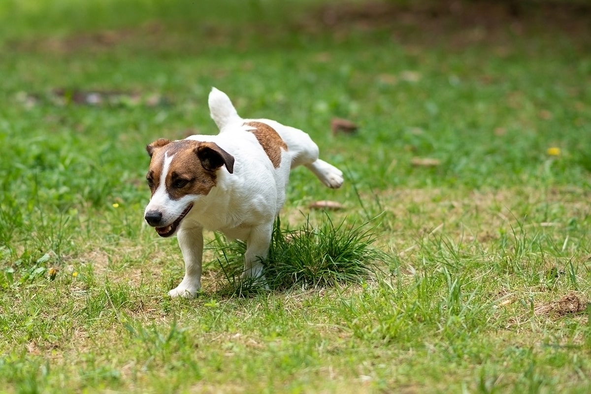 Gå væk hund - Vurdering af og sprays