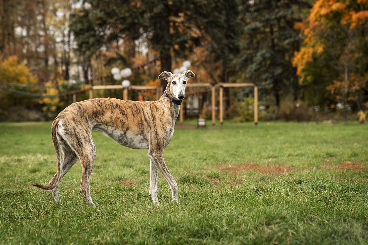 tåbelig Doven Kedelig Falsk drægtighed hos hunde