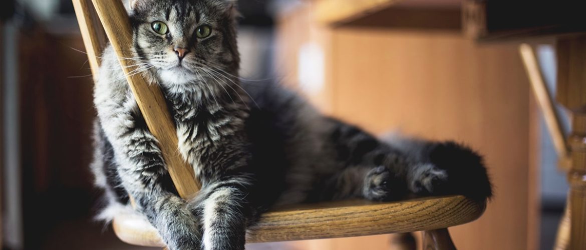 Hårboller hos katte stammer fra deres egen naturlige pelspleje