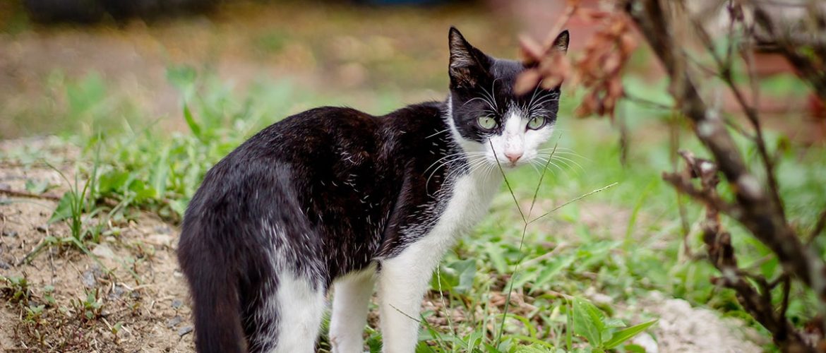 Gå væk kat - og husråd til at holde katte væk fra haven