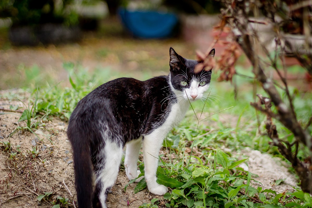 Prisnedsættelse Tjen Mælkehvid Gå væk kat - Sprays og husråd til at holde katte væk fra haven