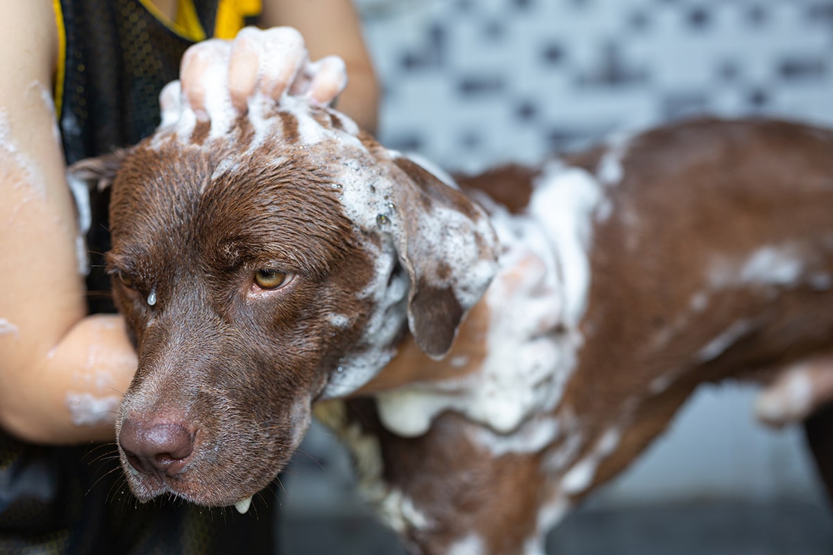 Moralsk Ananiver Whirlpool Hunde i bad - Hvor ofte må man vaske sin hund?