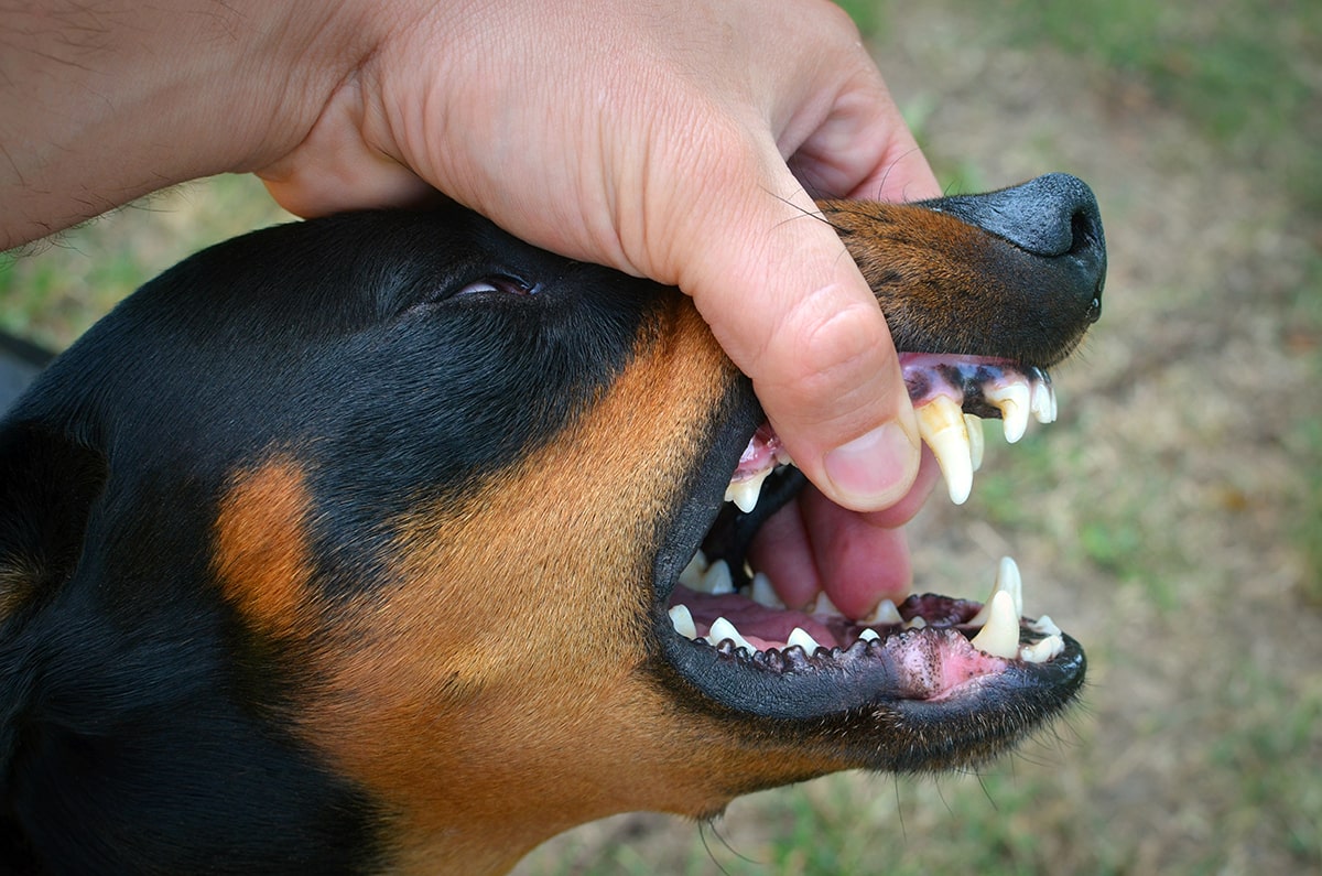 chokerende plisseret forkorte Bider hunden? Her får du svaret på, hvorfor din hund bider!