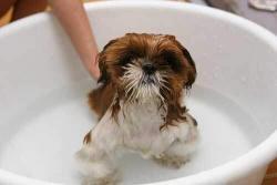 Hunde bør komme i bad regelmæssigt