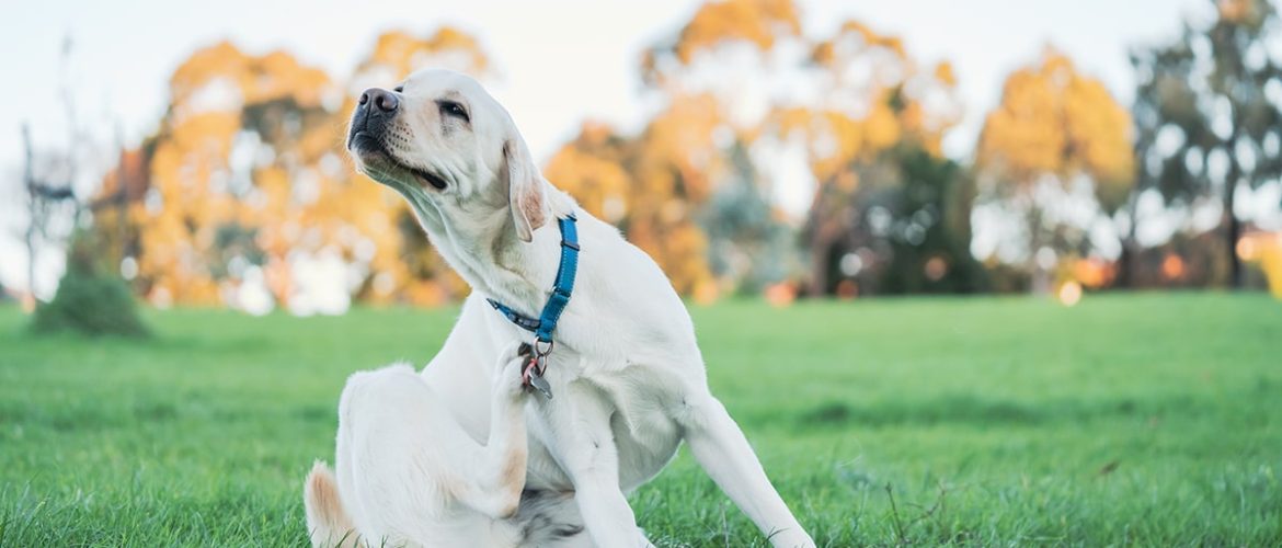 Kløestillende midler kan mindske kløe hos hunde
