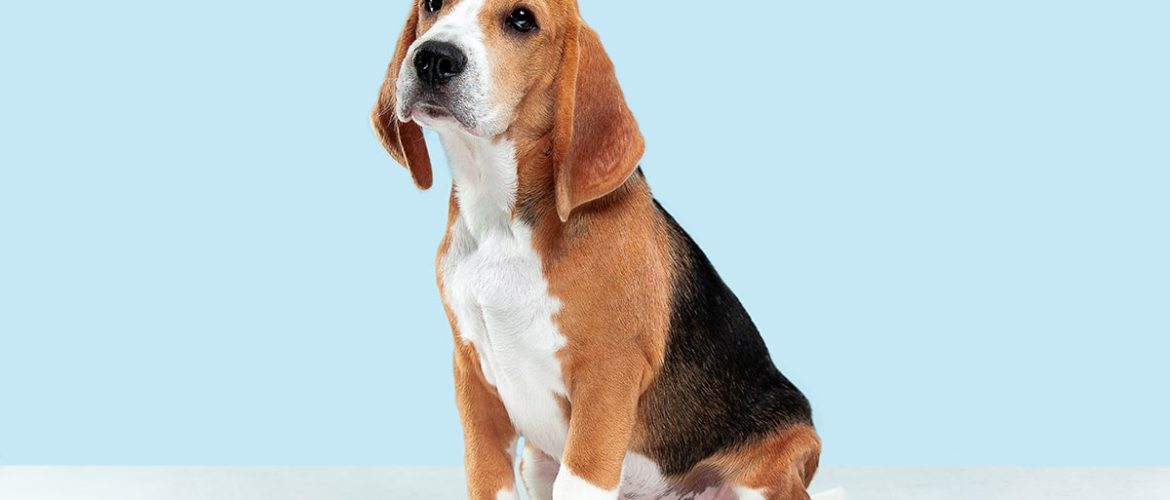 Nogle hunde piver meget