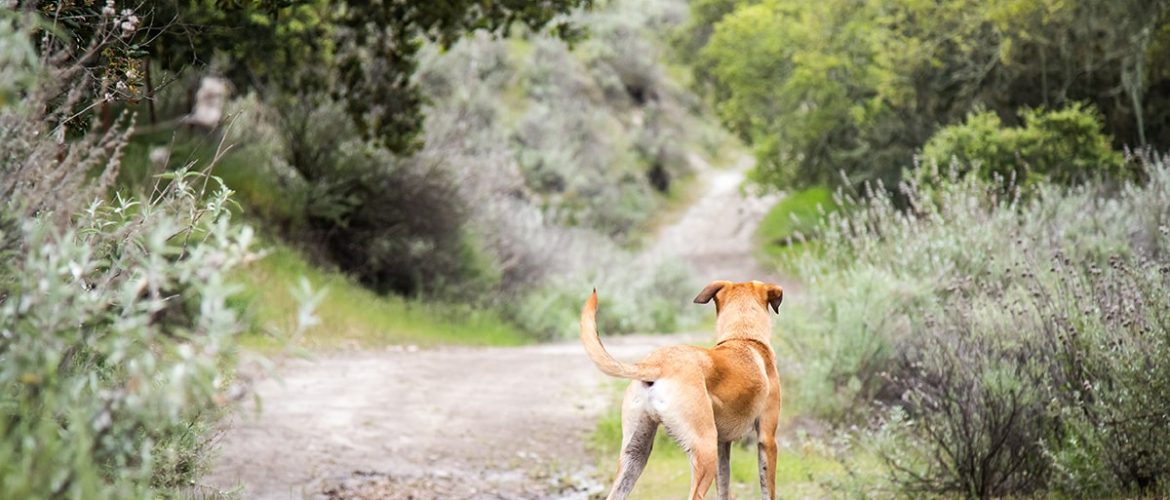 En hund der stikker af