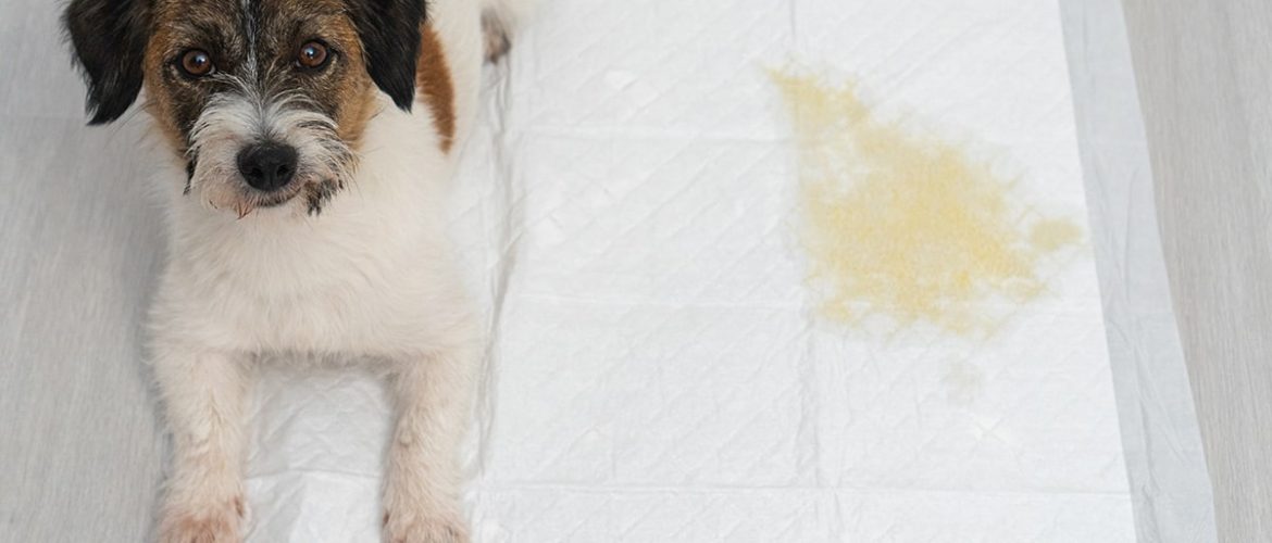 Hvalpe og voksne hunde tisser af og til indenfor