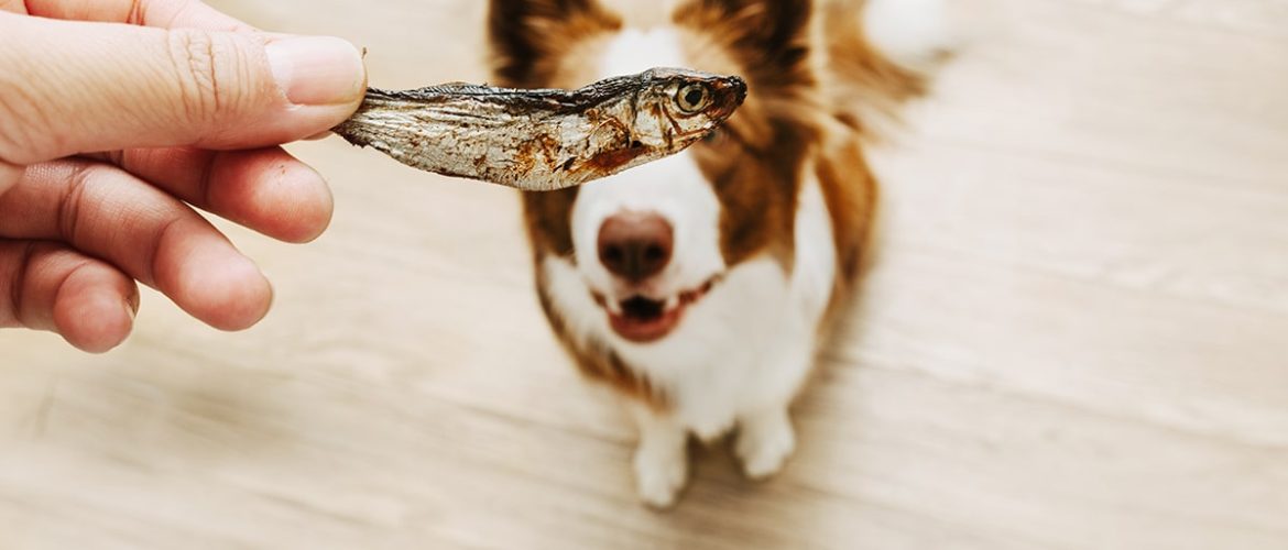 Fiskeolie er en del af en sund kost til hunde