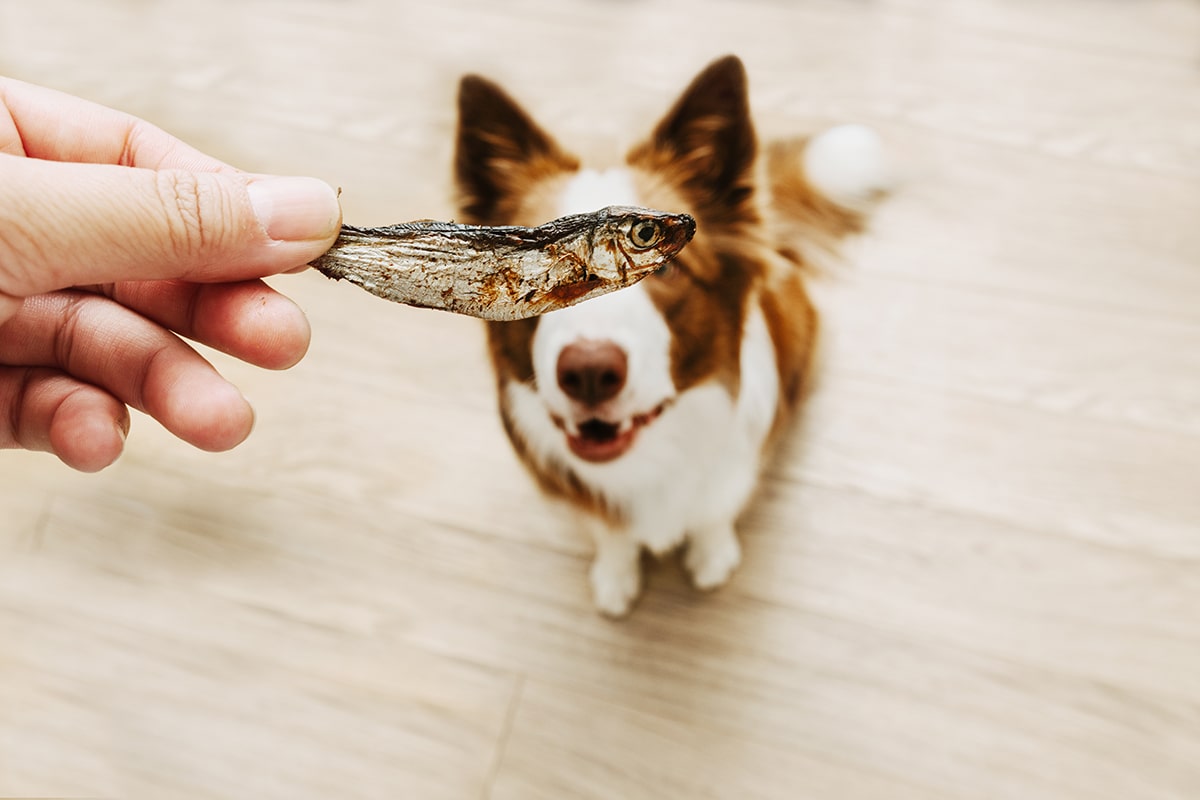 Fiskeolie til hunde - vælger du den rette olie