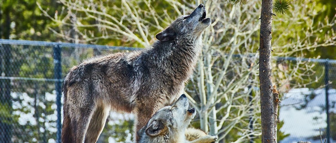 Hunde hyler fordi de er efterkommere af ulve